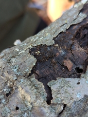 Barbatosphaeria barbirostris