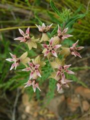 Asclepias crispa