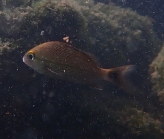 Haemulon scudderii