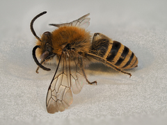 Colletes succinctus