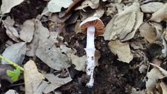 Cortinarius cagei