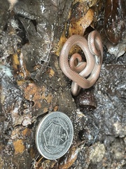 Contia tenuis