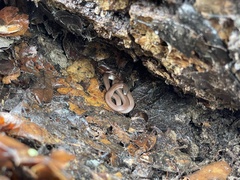 Contia tenuis
