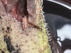 Porcellio scaber