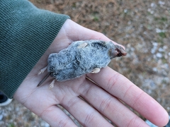 Blarina carolinensis