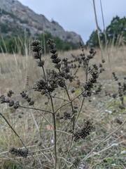 Marrubium peregrinum