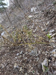 Reseda lutea