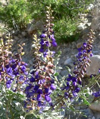 Psorothamnus fremontii