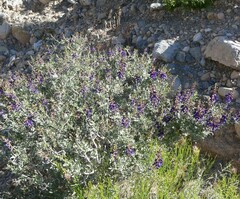 Psorothamnus fremontii