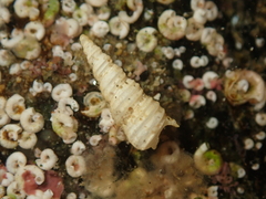 Stiracolpus symmetricus