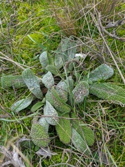 Stachys cretica