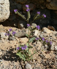 Phacelia crenulata
