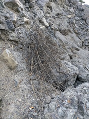 Capparis spinosa herbacea