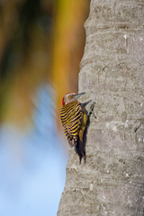 Melanerpes striatus