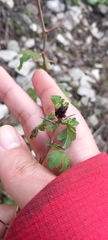 Dasineura crataegi