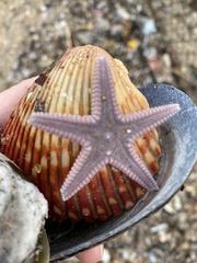 Astropecten