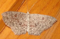 Cyclophora pendularia