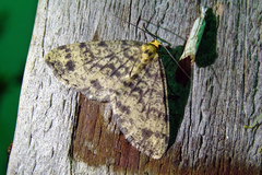 Melanolophia