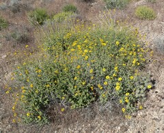 Encelia virginensis