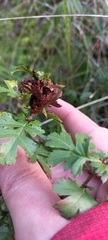 Dasineura crataegi
