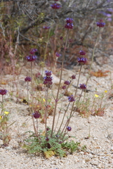 Salvia columbariae