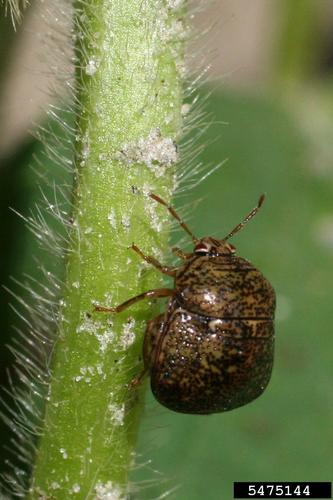 Kudzu Bug