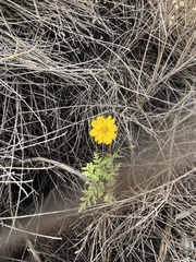 Cosmos sulphureus
