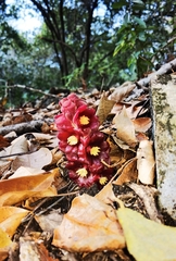 Bdallophytum americanum