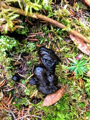 Pseudoplectania nigrella