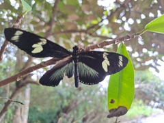 Heliconius doris viridis