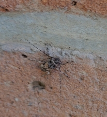 Lagocheirus araneiformis