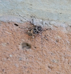 Lagocheirus araneiformis