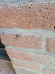 Lagocheirus araneiformis