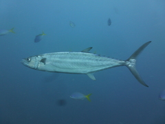 Shark Mackerel photo 5