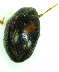 Scymninae