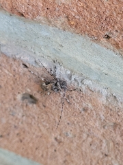Lagocheirus araneiformis