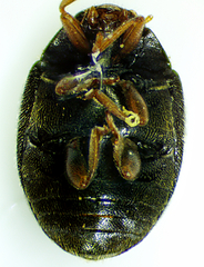 Scymninae