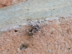 Lagocheirus araneiformis