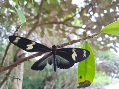 Heliconius doris viridis