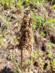 Gastrodia cunninghamii