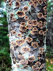 Punctularia strigosozonata
