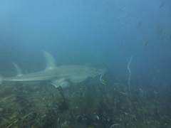 Rhynchobatus australiae