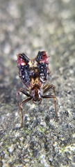 Micrathena brevispina