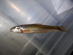 Phenacobius mirabilis