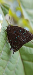 Denivia theocritus