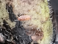 Porcellio scaber