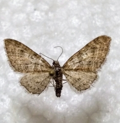 Eupithecia dodoneata