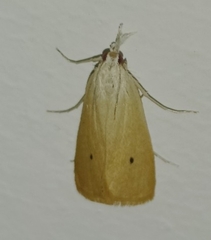 Scirpophaga