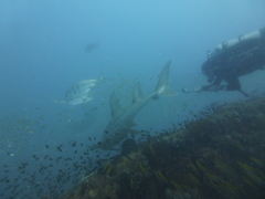 Rhynchobatus australiae