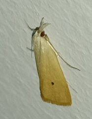 Scirpophaga